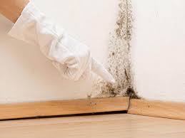 Why You Should Choose Our Mold Remediation Services in Port Reading, NJ